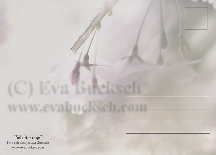 Sol efter regn - konstkort av Eva Bucksch